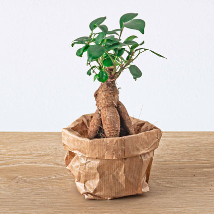 Terrarium plant package Ficus Ginseng - 5 plants - Bonsai - Bonsai - Palm - Asparagus - 2x Fittonia