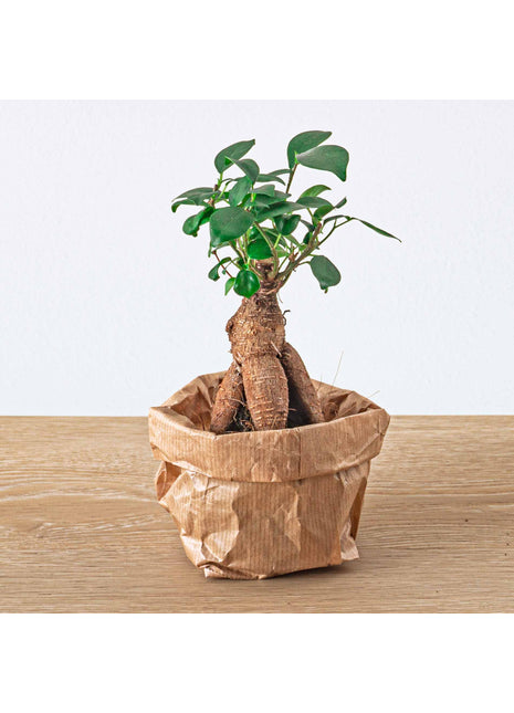 Plant terrarium set - Bonsai - 5 plants - Ficus Ginseng Bonsai - Palm - Asparagus - Red & White Fittonia