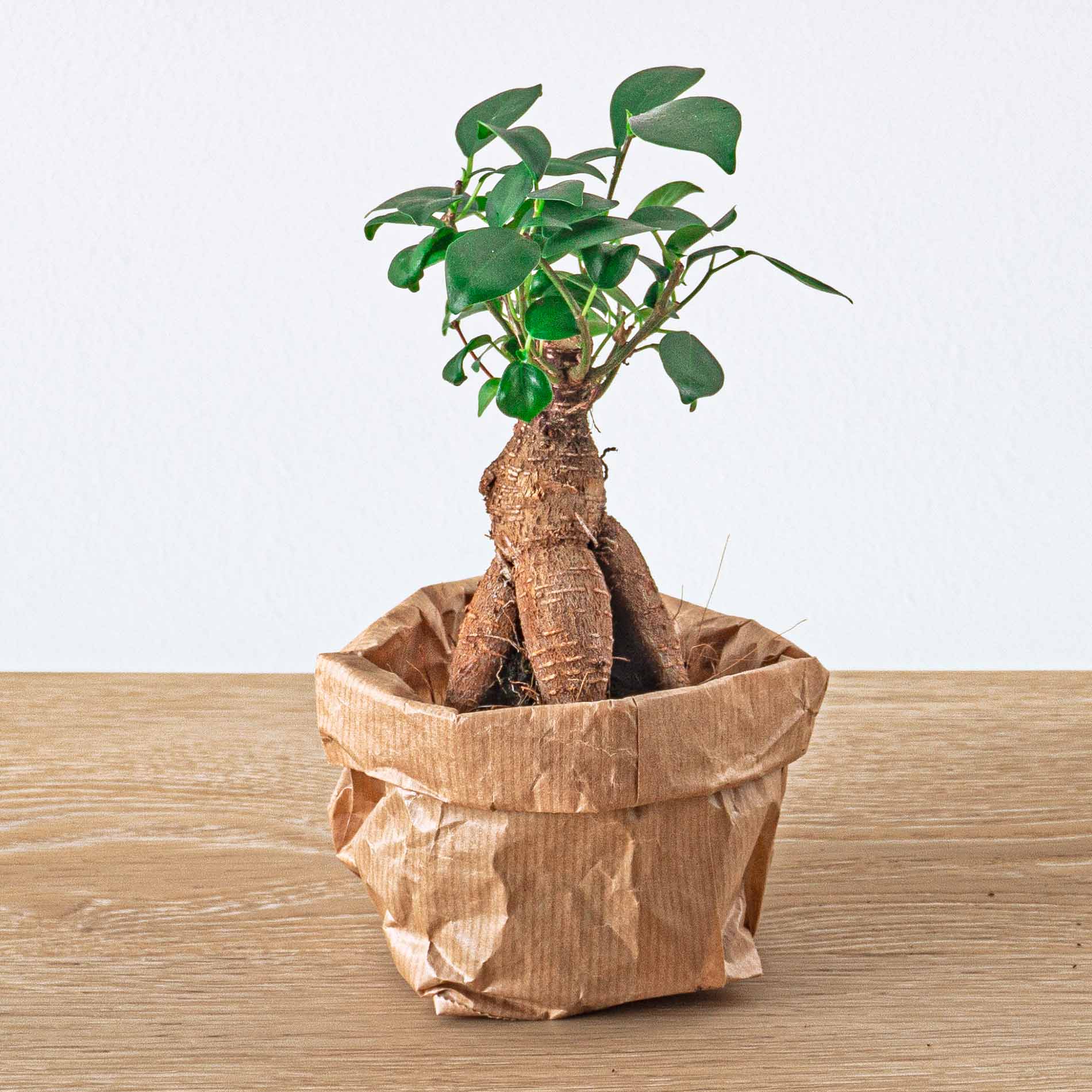 ficus bonsai tree starter kit Plant terrarium set - Bonsai - 5 plants - Ficus Ginseng Bonsai