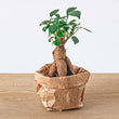 Bonsai Ficus Ginseng - Microcarpa - ↑15 cm - Ø 6 cm