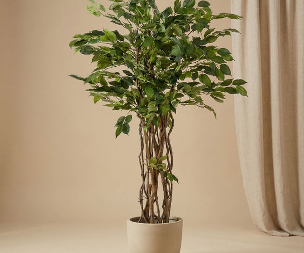 Ficus Liana Tree 140cm