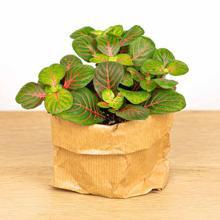 Fittonia Bubble Red - Red and green - Mosaic plant