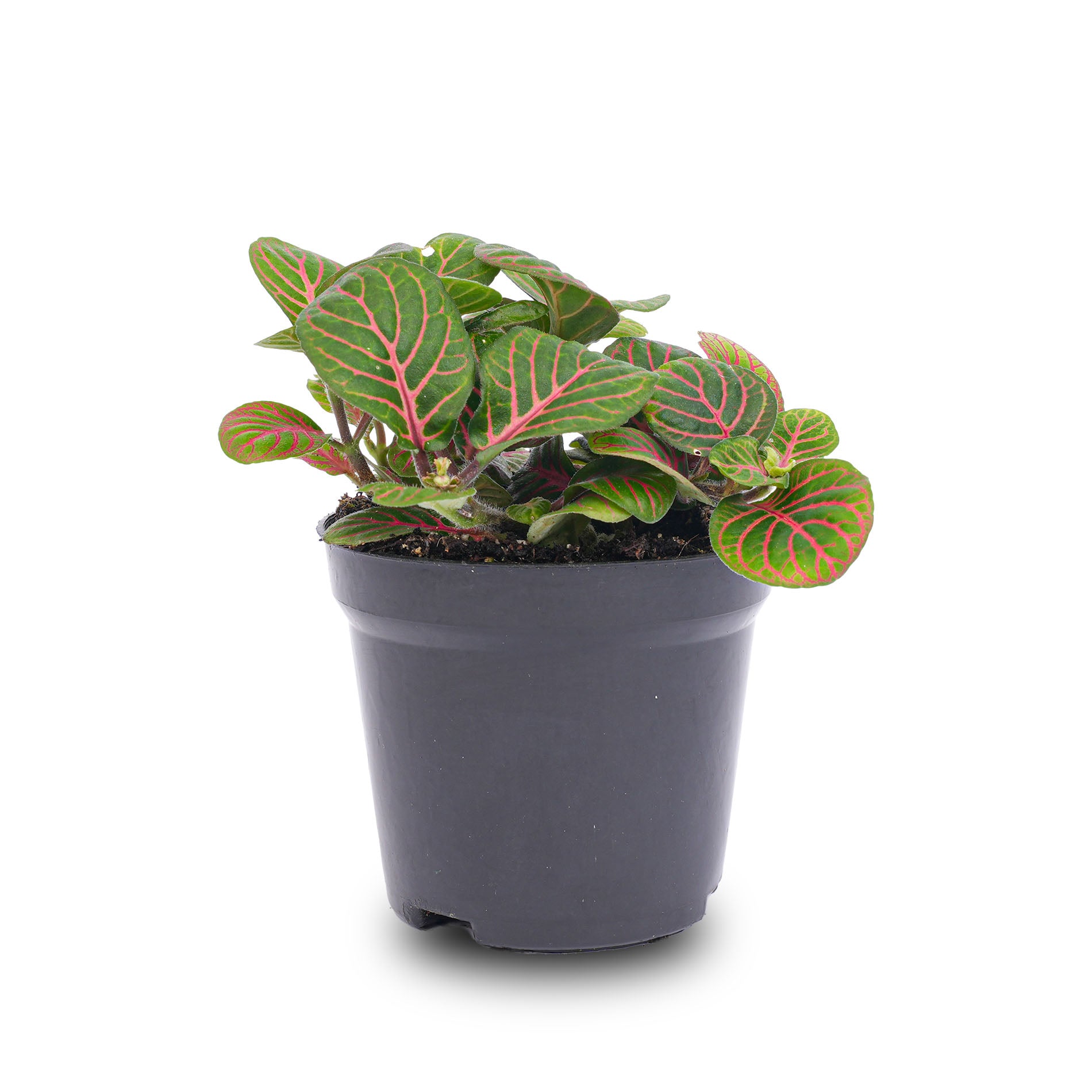 mosaic indoor plant Fittonia Bubble Red - Red and green