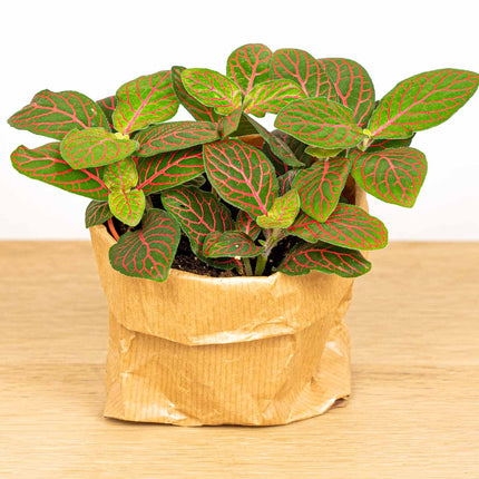 Fittonia Joly Josan - Red and green - Mosaic plant