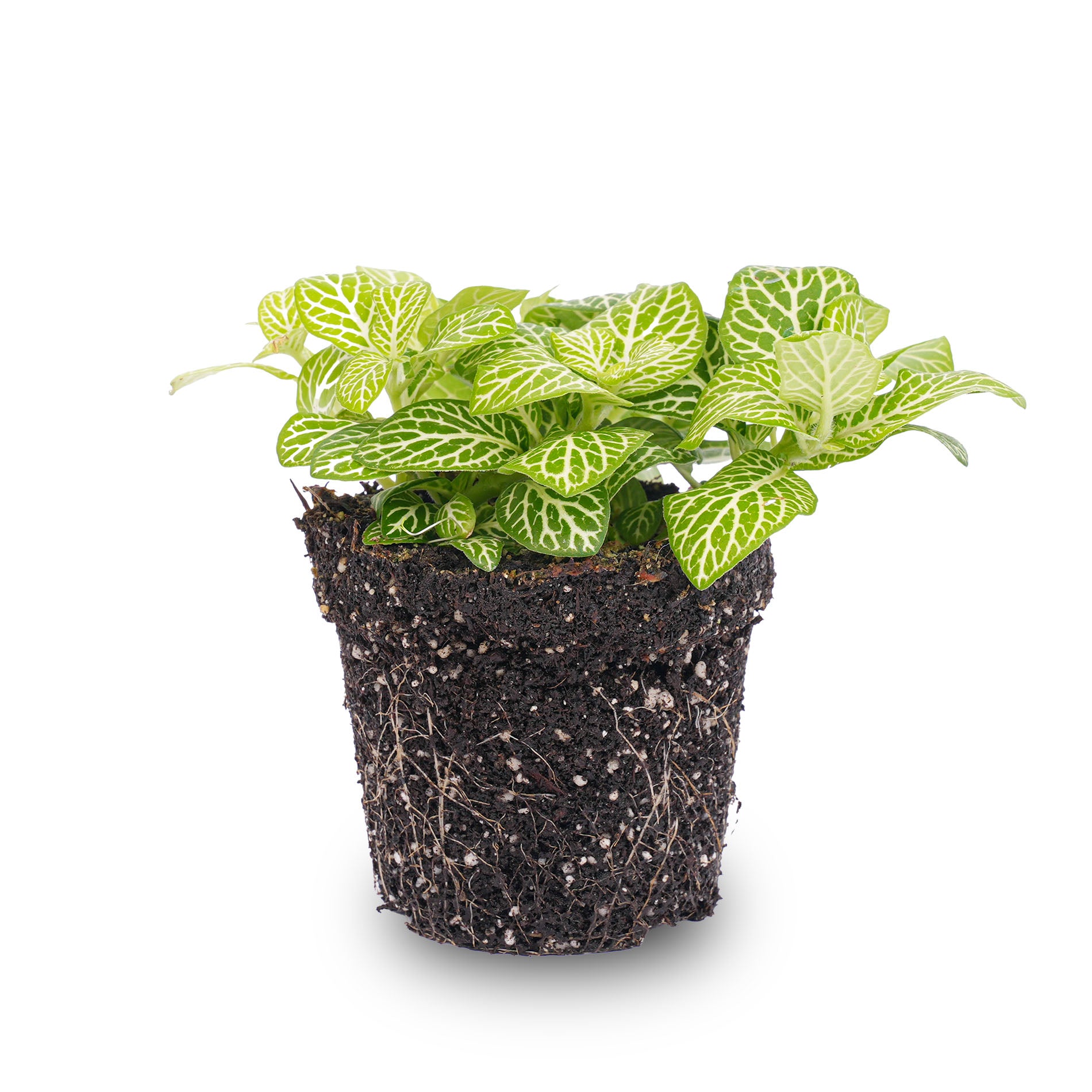 mosaic house plant Fittonia Joly Lemon - White and Green (Fluor) - Mosaic plant
