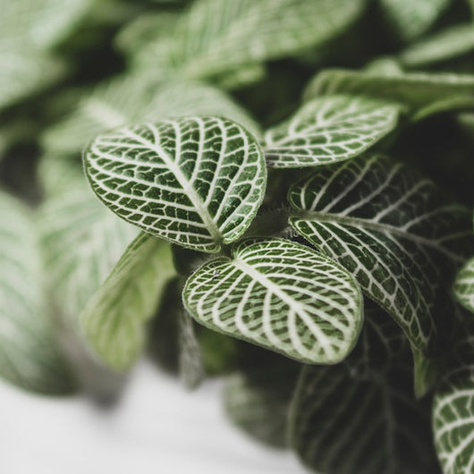 fittonia pflanze weiss