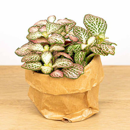Fittonia Pink Tiger - Pink, white and Green - Mosaic plant