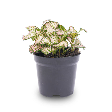 Fittonia Pink Tiger - Planta de mosaico