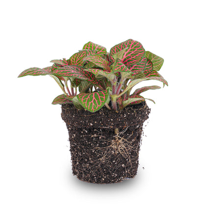 Fittonia red - Pianta a mosaico