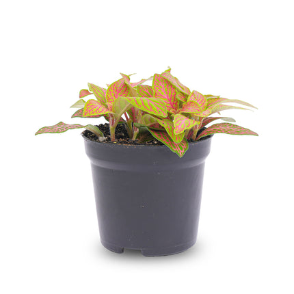 Fittonia Ruby Lime - Plante mosaïque