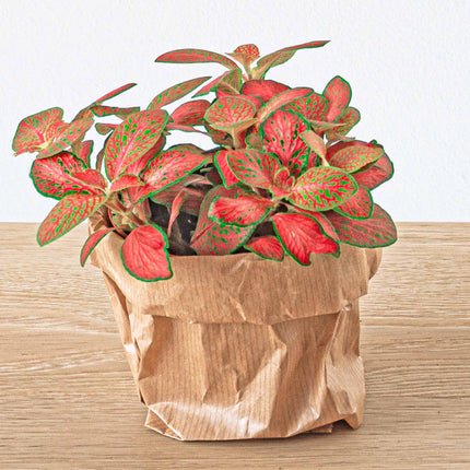 Plant terrarium set - Coffea Arabica - 5 plants - Coffea Arabica - Palm - Asparagus - Red & White Fittonia