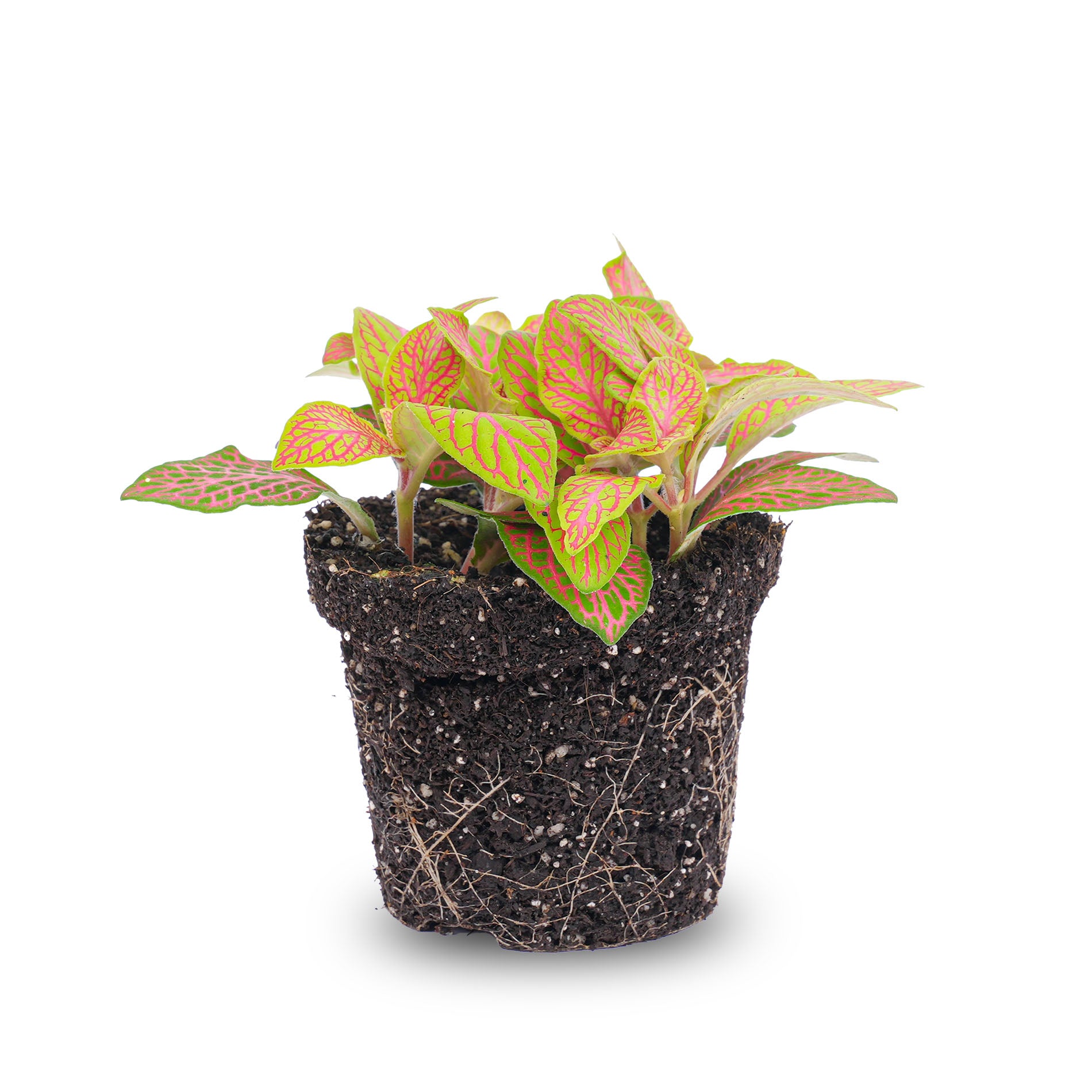 mosaic house plant Fittonia Orange - Pink - Ruby Lime