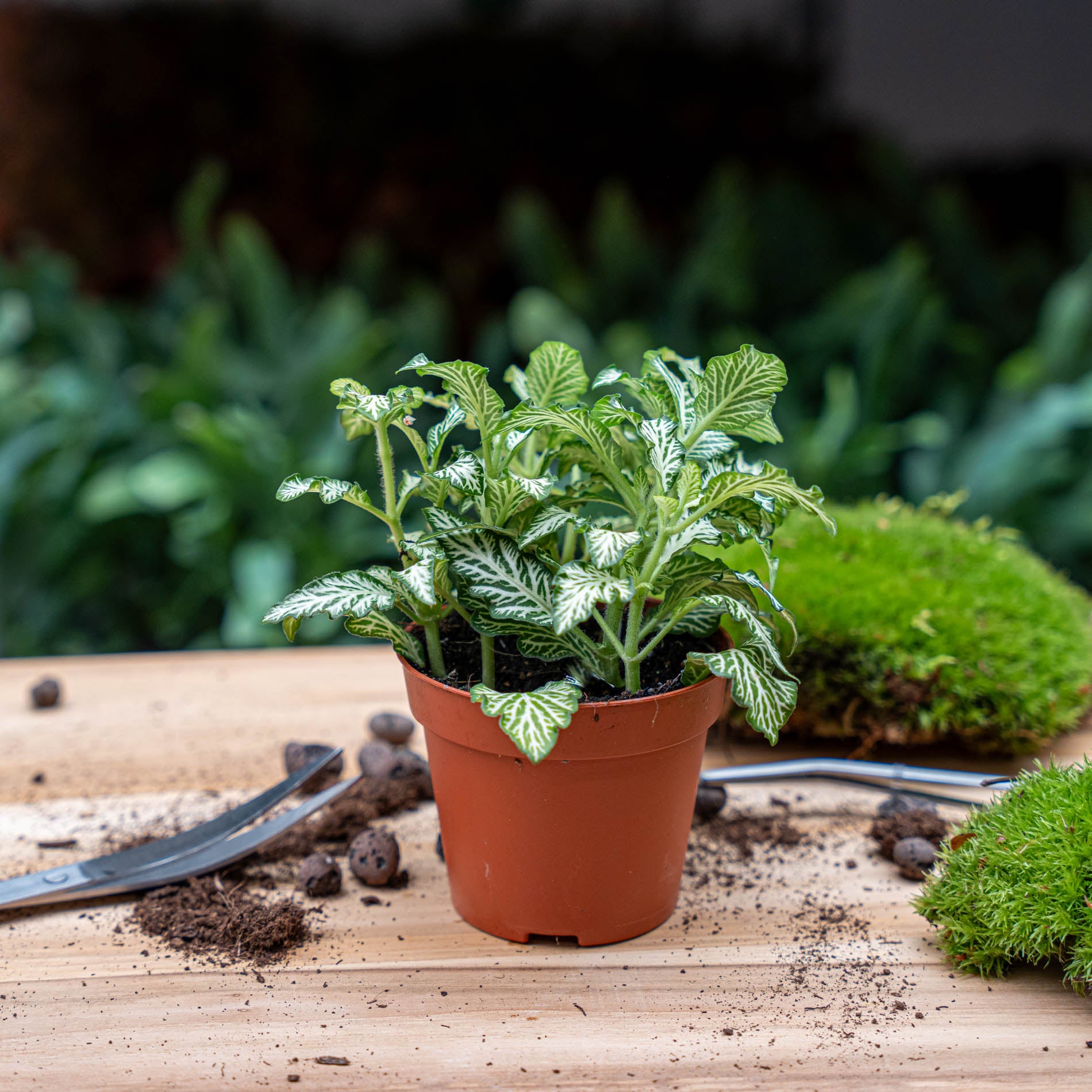 tiger plant indoor Fittonia White -White Tiger