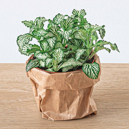 Planten terrarium pakket - 5 terrarium planten - Calathea Lancifolia - Bonsai - Asparagus - Navul & Startpakket DIY terrarium - Mini ecosysteem plant