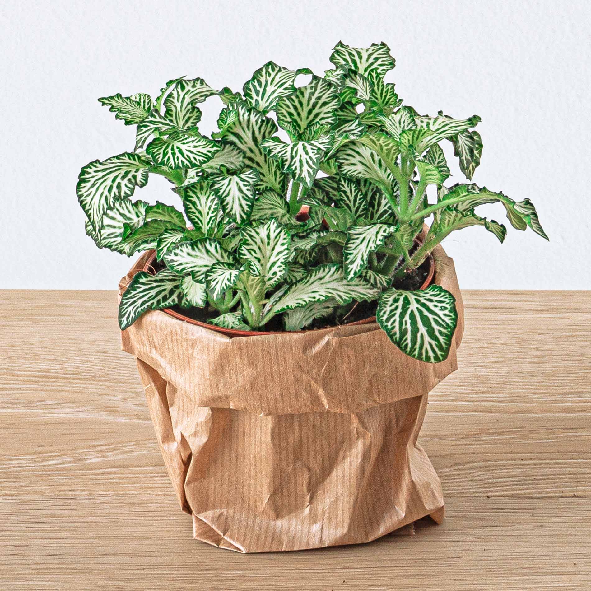mosaic house plant Fittonia White -White Tiger