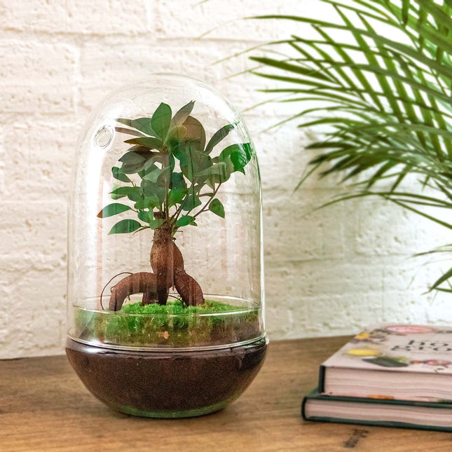 Egg XL Bonsai - Terrarium - Two-part glass dome - Bottle garden DIY kit - Ø 17.5 cm ↑ 30 cm