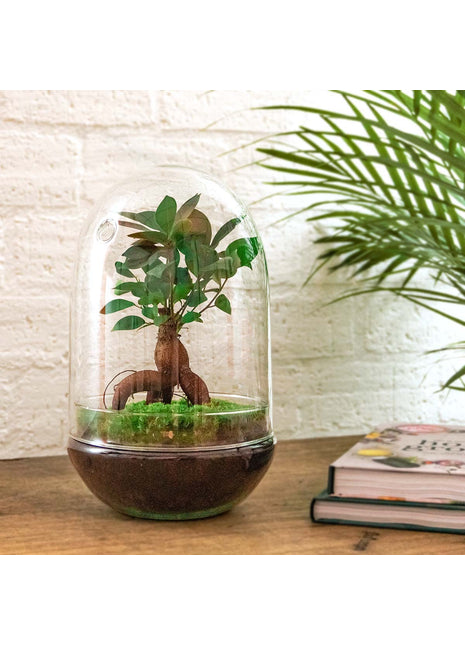 Terrarium DIY Kit - Egg XL Bonsai - Bottle Garden - ↑ 30 cm