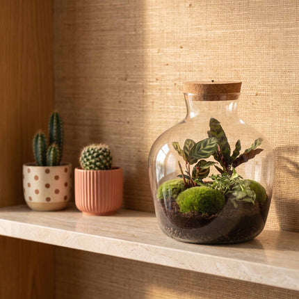 DIY terrarium kit for home green plants