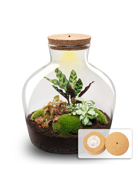 Terrarium DIY Kit - Fat Joe Red with led light - Bottle Garden - ↑ 30 cm