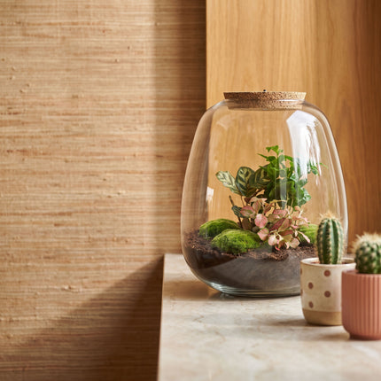 Emma - Coffea Red - Terrarium with light - Bottle garden DIY kit - Ø 23 cm ↑ 25 cm