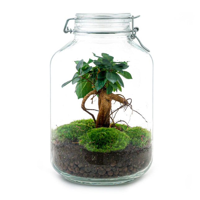  JAR - Flaschengarten Weckpot - DIY Terrarium mit Pflanzen im Glas - Ø 18 cm ↑ 28 cm