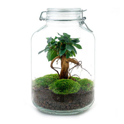 Jar Terrarium Kit - Bottle Garden - ↑ 28 cm