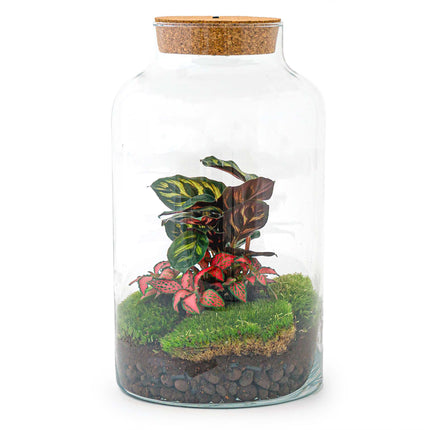 Plant terrarium- DIY kit - Milky Calathea with light - Bottle garden with plants - ↑ 31 cm