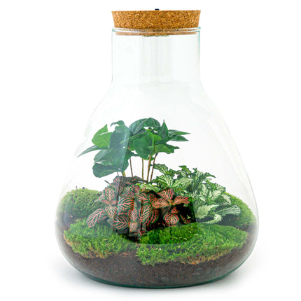 Plant terrarium - DIY - Sam Coffea with light - Bottle garden with plants - ↑ 30 cm