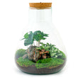 Planten terrarium • Sam Coffea met lamp • Ecosysteem plant met licht • ↑ 30 cm