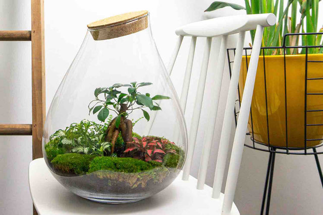 Flaschengarten pflanzen im glas