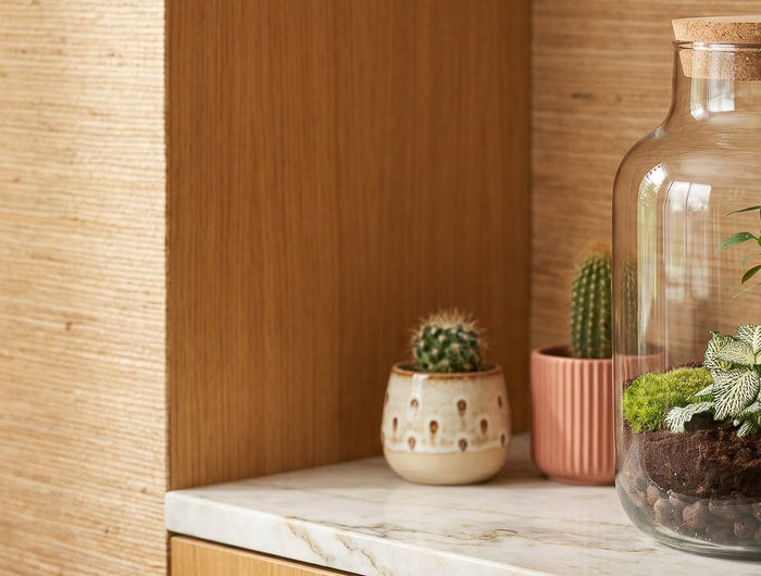 Flaschengarten terrarium kaufen