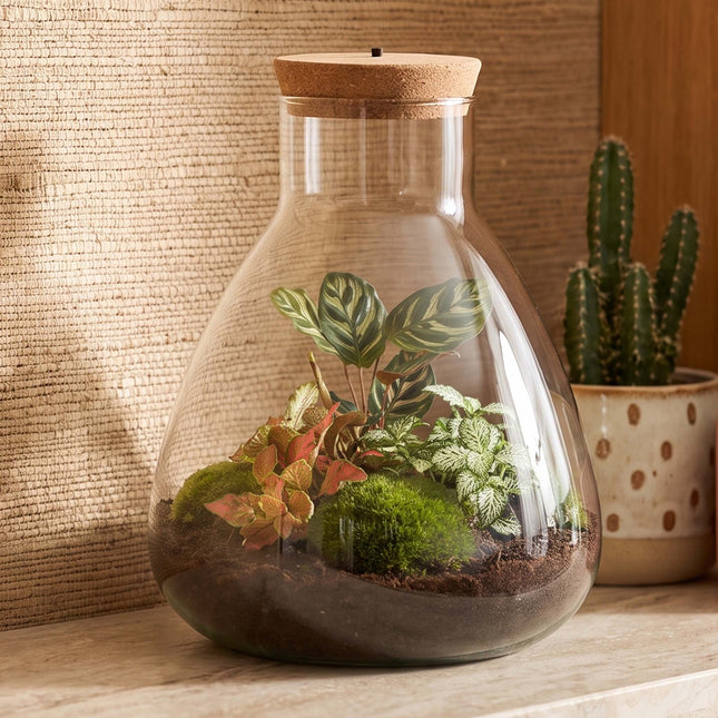 Sam Calathea - Terrarium with light - Bottle garden DIY kit - Ø 24.5 cm ↑ 30 cm