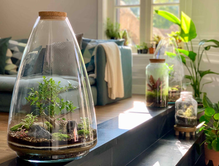 Flaschengarten und Ökosysteme mit Pflanzen im Glas
