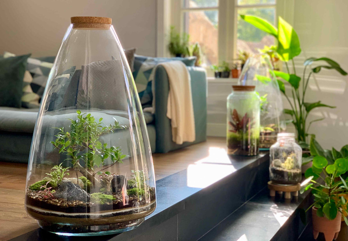 Flaschengarten | Online terrarium kaufen – urbanjngl.com