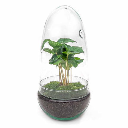 Planten terrarium - Egg - Ecosysteem in 'ei stolp' - ↑ 25 cm