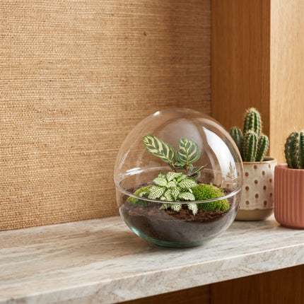 Dome - Zweiteiliges rundes Glas Flaschengarten - DIY Terrarium mit Pflanzen im Glas - Ø 20 cm ↑ 20 cm
