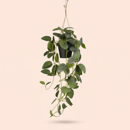 Künstliche Fittonia - Hängepflanze im Topf - 70 cm
