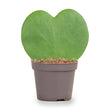 Hoya Kerrii - Herzpflanze - ↑ 10 cm - ⌀ 6 cm