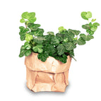 Hedera helix