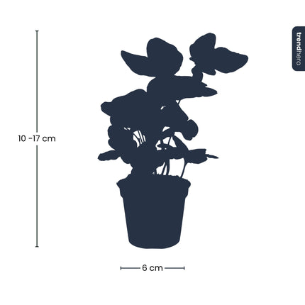 Hedera helix - Ø 7 cm