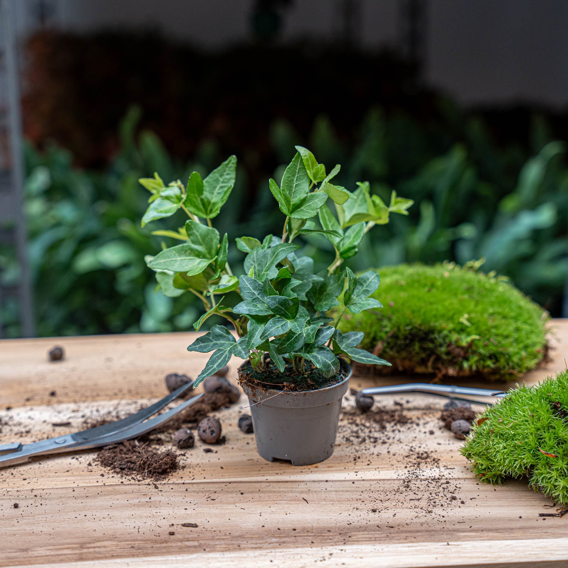 is hedera helix a good indoor plant Hedera helix - Ø 6 cm