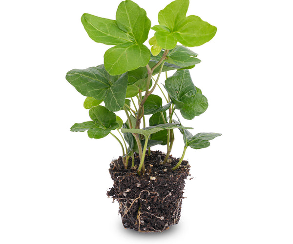 Hedera helix