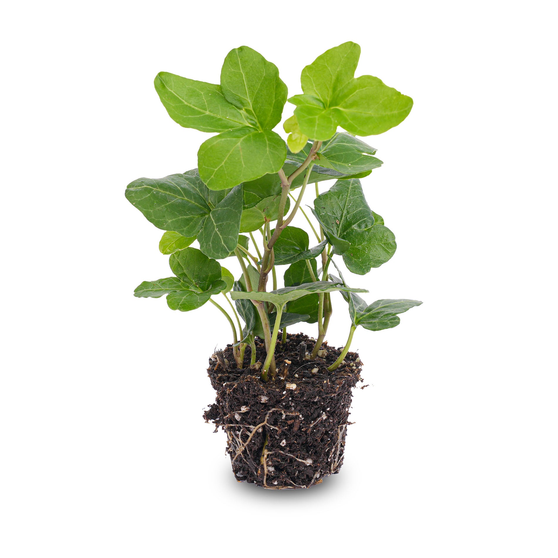 hedera helix indoor plant Hedera helix - Ø 6 cm