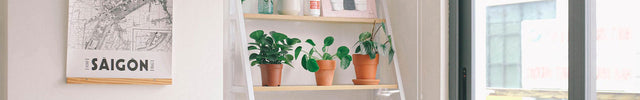 indoor plants for urban jungle