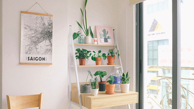 indoor plants for urban jungle