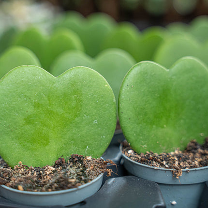 Hoya Kerrii - Hartjesplant - ↑ 10 cm - ⌀ 6 cm