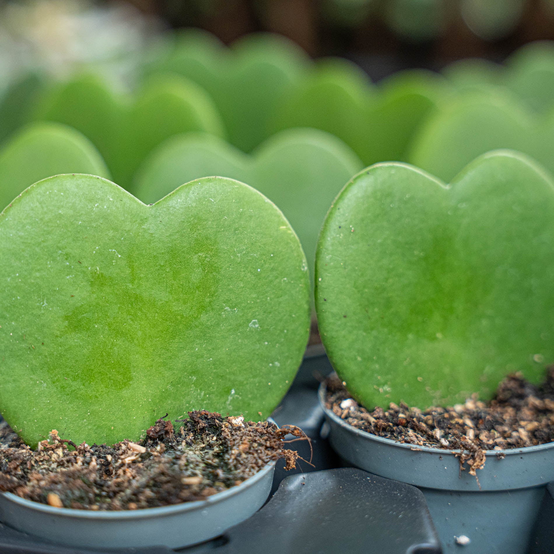 hoya heart shaped succulent Hoya Kerrii - Heartplant - ↑ 10 cm