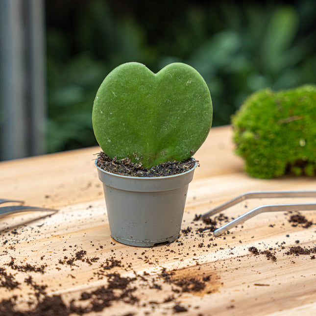 Hoya Kerrii - Heartplant - ↑ 10 cm - ⌀ 6 cm