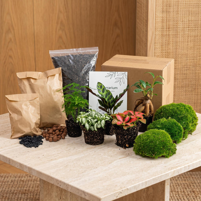 Flaschengarten Paket - 5 Pflanzen - Nachfüll & Starterpaket DIY - Pflanzenterrarium Nachfüllset