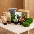 Flaschengarten Paket - 5 Pflanzen - Nachfüll & Starterpaket DIY - Pflanzenterrarium Nachfüllset